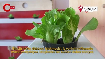 Köfte dükkanında marul yetiştiriyor, müşteriler dekor sanıyor