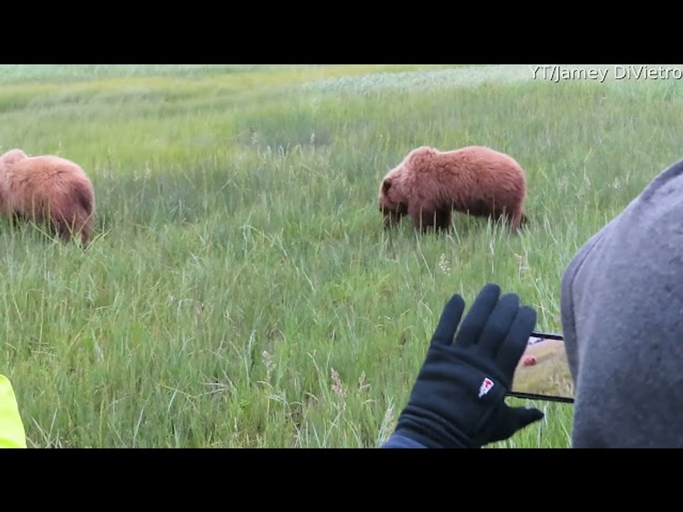 Extremely Close Encounter With Mamma Grizzly and Her Cubs