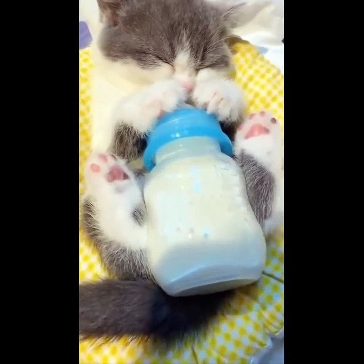 Cute Kittens Doing Funny Things 2021