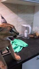 Feisty Caracal Caught Trying to Sneak Snacks