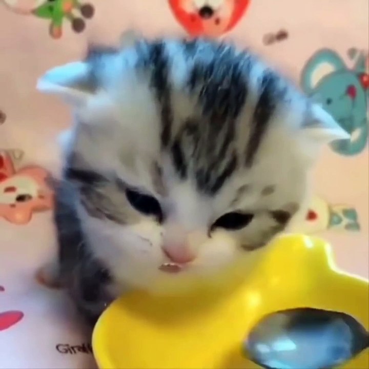 Cute Kittens Doing Funny Things 2