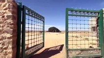 The Holy Tree in Desert where Hazrat Muhammed (PBUH) Rest for some time 1400 Years ago