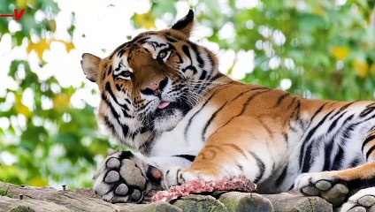 80 Animals Get COVID-19 Shot at Cincinnati Zoo