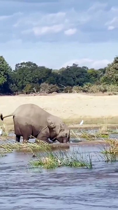 ELEPHANT VS CROCODILE