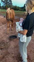 Gentle Horse Meets New Baby for the First Time