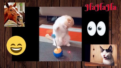 Cute And Funny Pets | Try Not To Laugh To These Pets Compilation