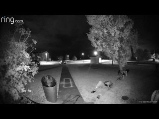 Excited Dog Drags Woman Into the Air