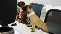 A Cute pug draped in tie acts like a boss in office.