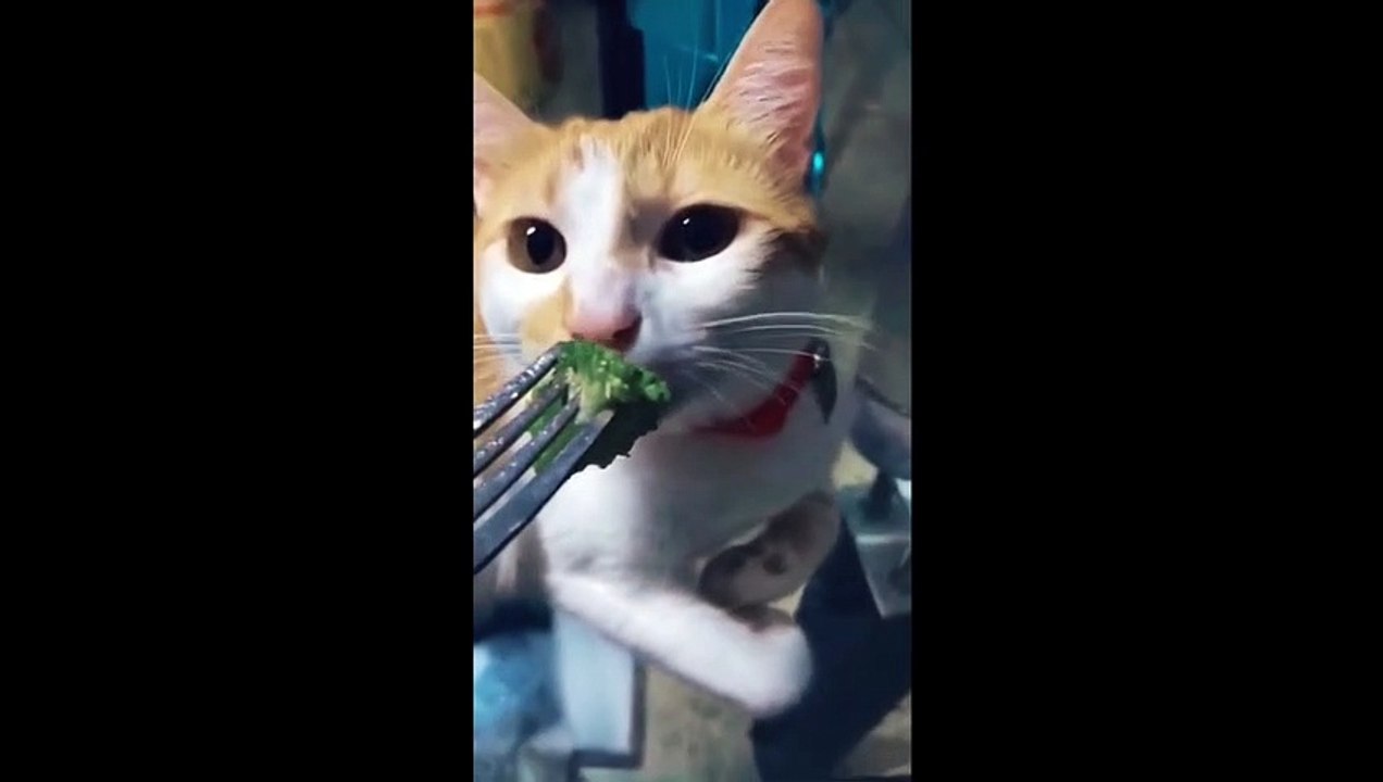 Cute Cat #Part1
