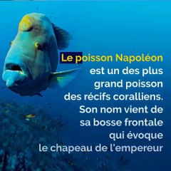 Musée océanographique de Monaco: devenez le prochain visage à l’affiche !