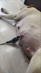 Sleeping Dog Disturbed By Bird