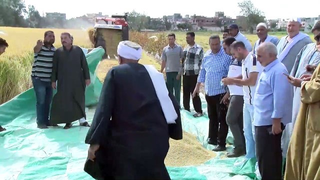بدء حصاد محصول الأرز بـ«زراعة الاسكندرية»