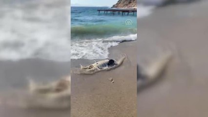 Bodrum'da ölü caretta caretta bulundu