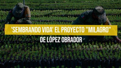 'Sembrando vida' el proyecto "milagro" de López Obrador