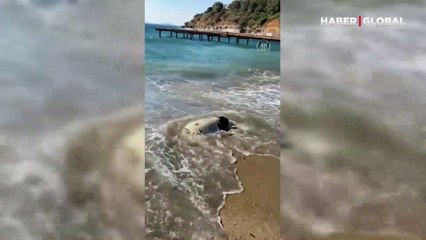 Muğla'nın Bodrum ilçesinde ölü caretta carettalar kıyıya vurdu