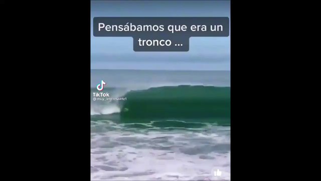 Tout le monde pense que c'est un tronc d'arbre... Alors que c'est un crocodile énorme