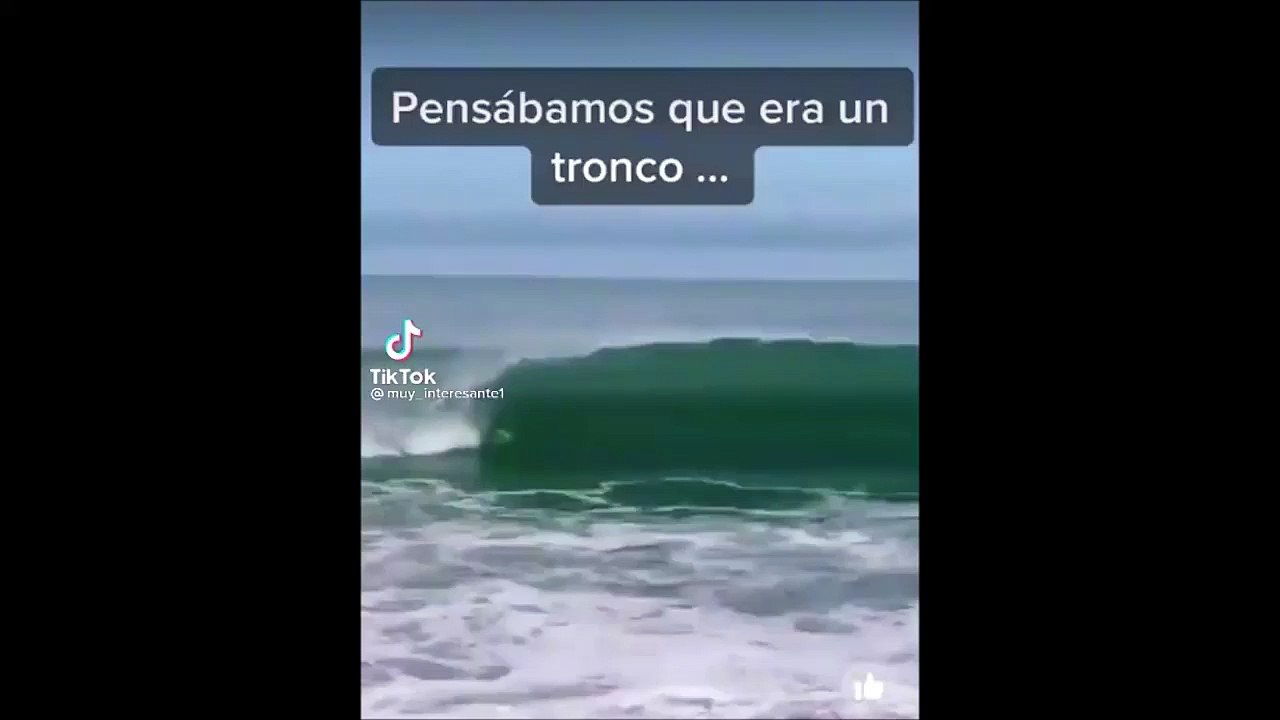 Tout le monde pense que c'est un tronc d'arbre... Alors que c'est un crocodile énorme