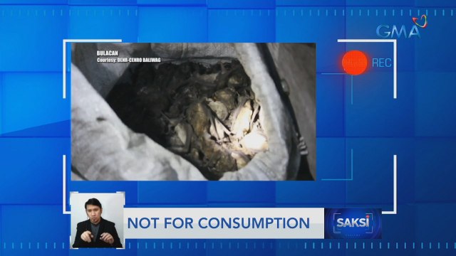 Isa sa mga suspek na nanghuli ng saku-sakong paniki, itinanggi ibebenta nila ito sa mga kainan | Saksi