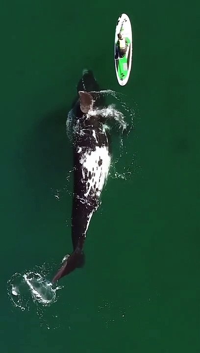 greates whale playing with human