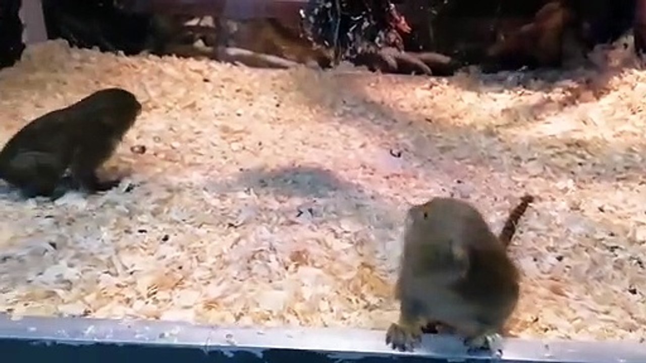 caged monkeys