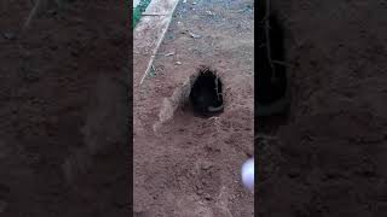 Dog Digs Impressive Hole