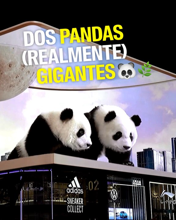 Una pantalla 3D y dos pandas realmente gigantes 