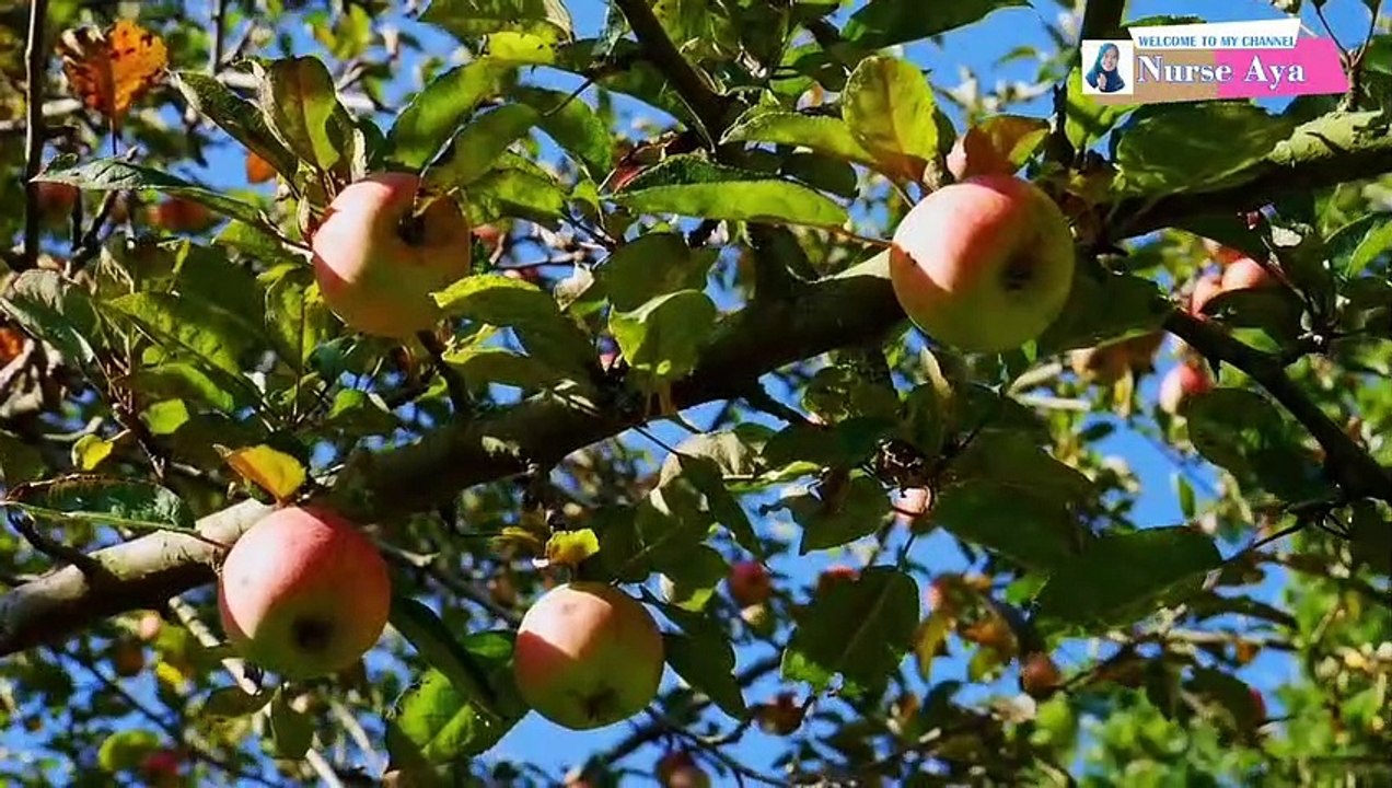 10 MANFAAT BUAH APEL BAGI KESEHATAN