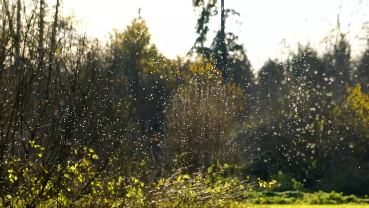 Warmer weather and heavy rain leading to longer mosquito season