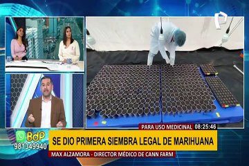 Primer cultivo de marihuana legal en el Perú: ¿Cómo se logró y a quiénes beneficiará?