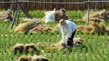 Hard Work in a Japanese Rice Field