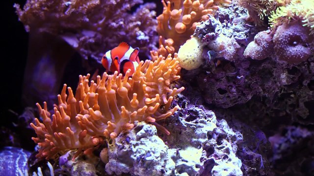 Ocean Animals for Kids Whales Sea Otter Orca Sea Lion more