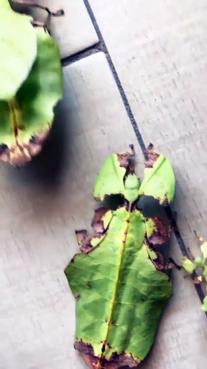 katydid