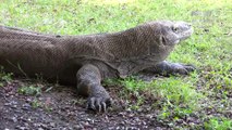 Melihat Keindahan Pulau Komodo