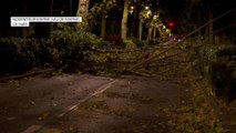 Vents violents: de nombreux arbres couchés sur les routes à Nogent-sur-Marne