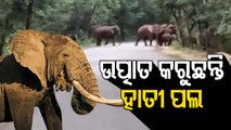 Panic Grips Locals As Elephant Herd Enters Nuapada Villages