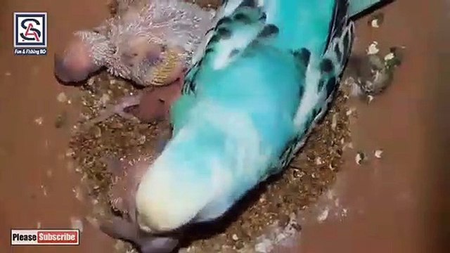 Bird Feeding Babies in The Nest