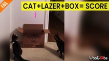 ''Cat   Laser   Box = SCORE!' Owner pulls EPIC laser prank on curious cat'