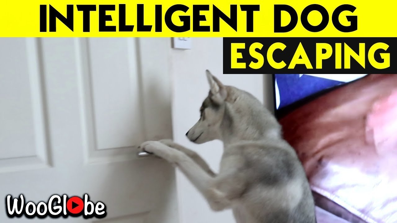 'Leaving the office on Fridays be like... *Husky edition*'