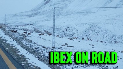 'Tourists watch herd of ibex crossing a road in Northern Pakistan *SPECTACULAR MOMENT* '