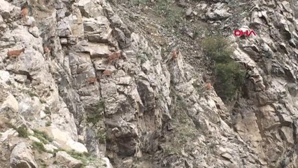 DAĞ KEÇİLERİNİN DİK KAYALIKLARDAKİ TIRMANIŞLARI KAMERADA