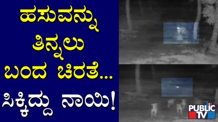 ಹಸುವನ್ನು ತಿನ್ನಲು ಬಂದ ಚಿರತೆಗೆ ಸಿಕ್ತು ನಾಯಿ..! | Chamarajanagar | Leopard | Dog