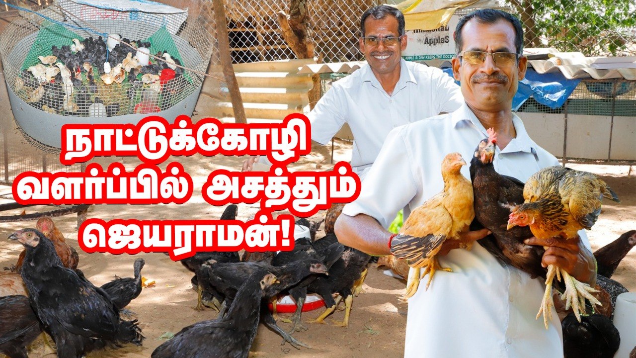 50 தாய்க்கோழி ... 5 சேவல் ...  நாட்டுக்கோழி வளர்ப்பில் கெத்துகாட்டும் ஜெயராமன்!