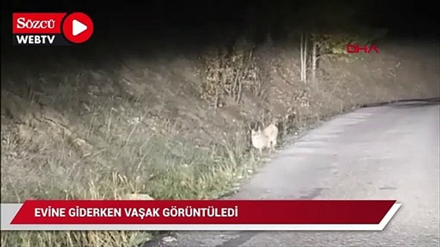 Evine giderken vaşak görüntüledi, 'Belgesel tadında yolculuk' dedi