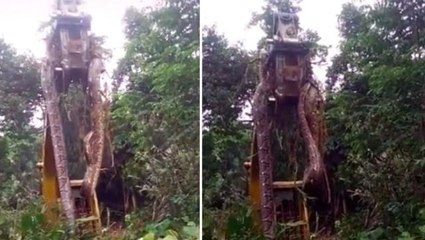 Orman içerisinde çalılıkların arasından dünyanın en devasa yılanı çıktı! Gören adamın dili tutuldu