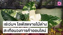 สะเทือนวงการค้าออนไลน์ เซเว่นฯ ไลฟ์สดขายต้นไม้ด่าง | เดลิ[HOT]นิวส์ 21/10/64