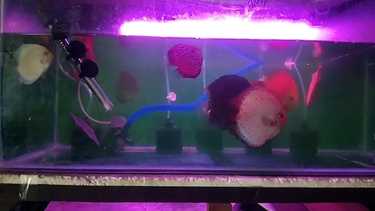 discus indukan