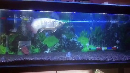 Ikan koleksi ku Jardini golden red silver brazil