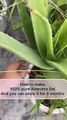 100% Pure Aloevera Gel and You can store it for 8 MONTHS #skincare