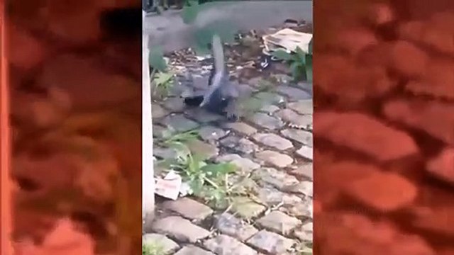 Craziest Attacks Of The Birds - Pelican Fighting Flamingos, Goose, Hawk __ Animal Planet Discovery