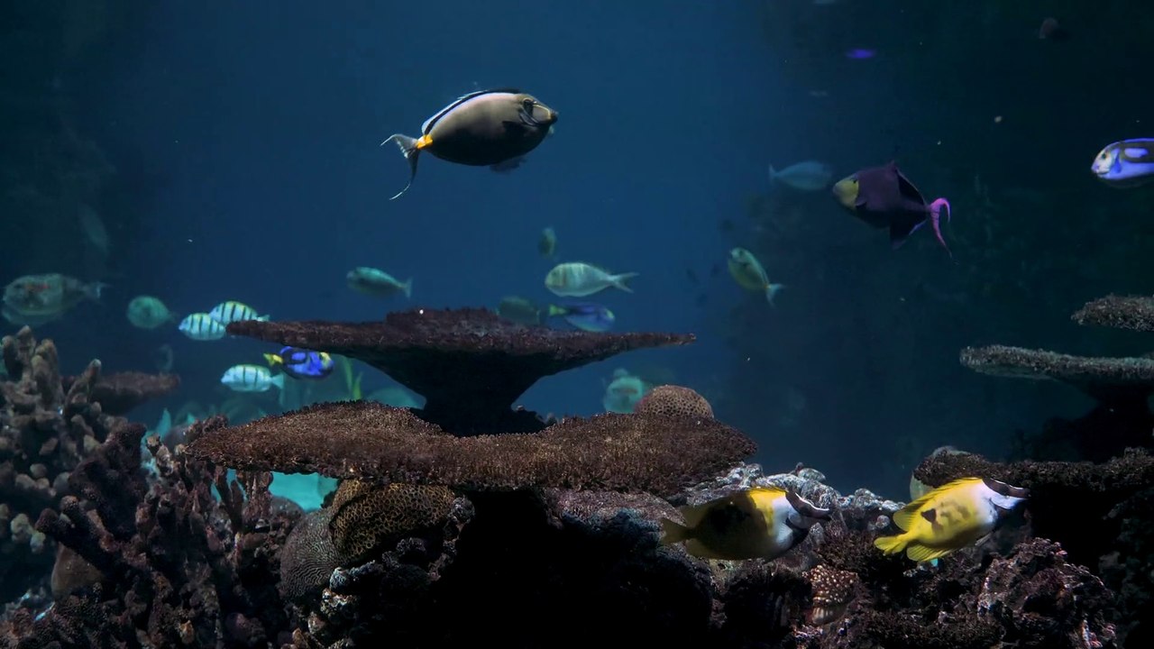 amazing view under the sea